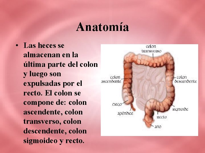 Anatomía • Las heces se almacenan en la última parte del colon y luego