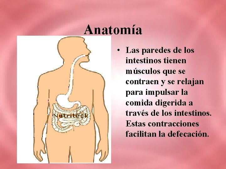 Anatomía • Las paredes de los intestinos tienen músculos que se contraen y se