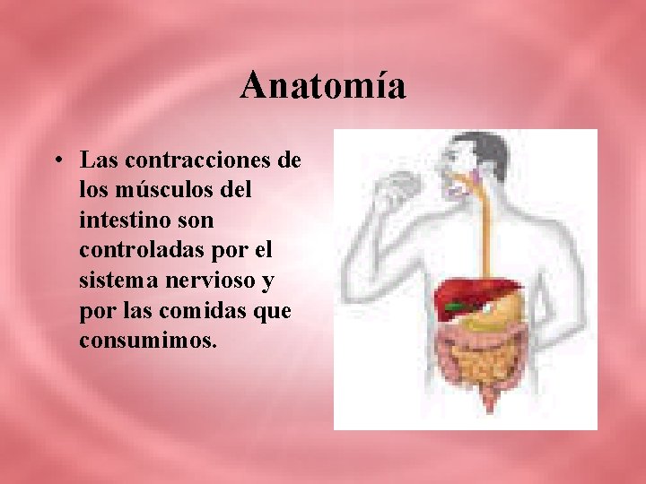 Anatomía • Las contracciones de los músculos del intestino son controladas por el sistema