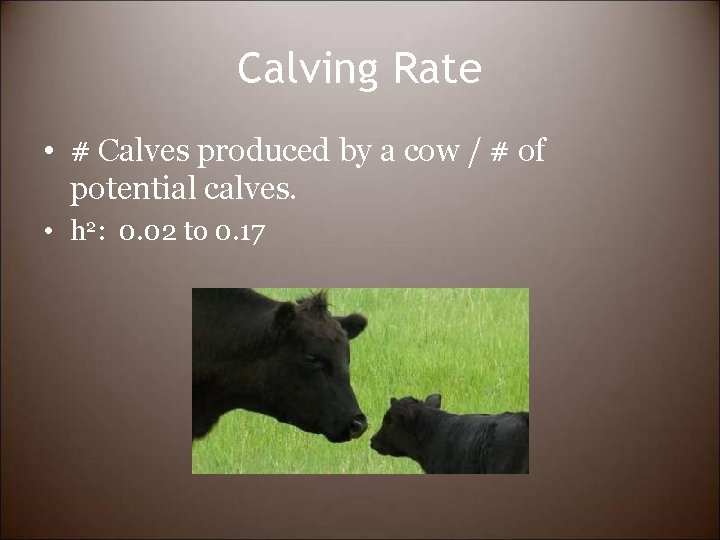 Calving Rate • # Calves produced by a cow / # of potential calves.