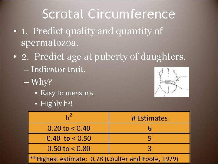 Scrotal Circumference • 1. Predict quality and quantity of spermatozoa. • 2. Predict age