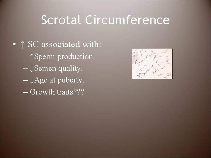 Scrotal Circumference • ↑ SC associated with: – ↑Sperm production. – ↓Semen quality. –