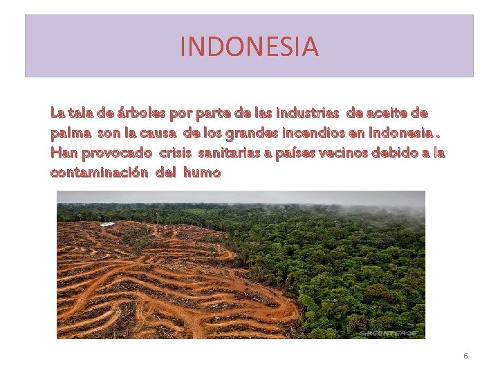 INDONESIA La tala de árboles por parte de las industrias de aceite de palma