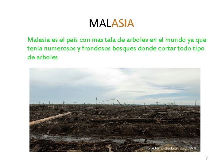 MALASIA Malasia es el país con mas tala de arboles en el mundo ya