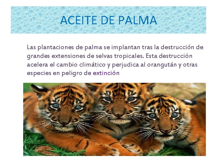 ACEITE DE PALMA Las plantaciones de palma se implantan tras la destrucción de grandes