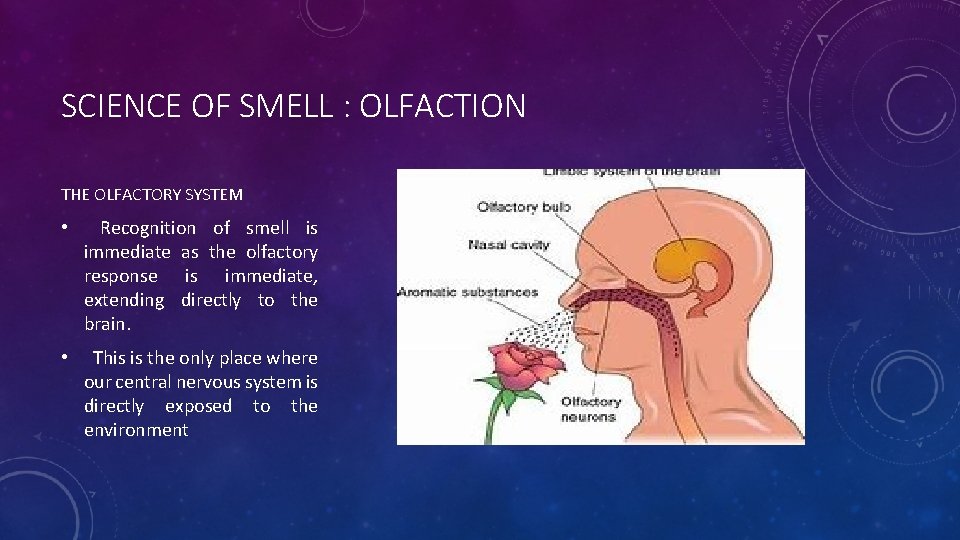 SCIENCE OF SMELL : OLFACTION THE OLFACTORY SYSTEM • Recognition of smell is immediate SCIENCE OF SMELL : OLFACTION THE OLFACTORY SYSTEM • Recognition of smell is immediate