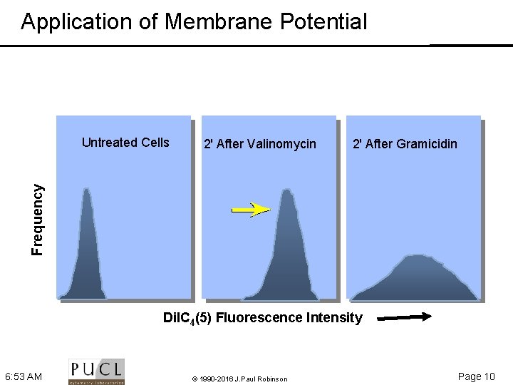 Application of Membrane Potential 2' After Valinomycin 2' After Gramicidin Frequency Untreated Cells Di.