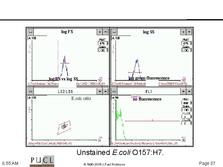 log FS log SS log green fluorescence log FS vs log SS E. coli