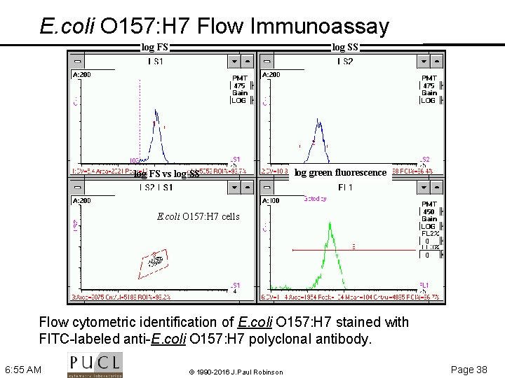 E. coli O 157: H 7 Flow Immunoassay log SS log FS vs log