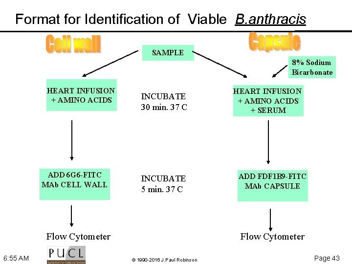 Format for Identification of Viable B. anthracis SAMPLE 8% Sodium Bicarbonate HEART INFUSION +