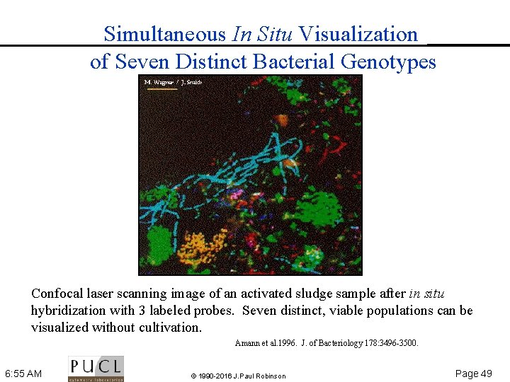 Simultaneous In Situ Visualization of Seven Distinct Bacterial Genotypes Confocal laser scanning image of