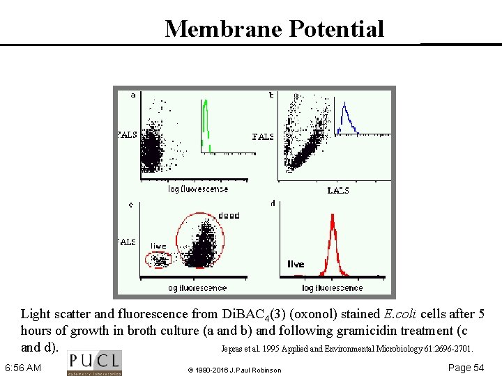 Membrane Potential Light scatter and fluorescence from Di. BAC 4(3) (oxonol) stained E. coli