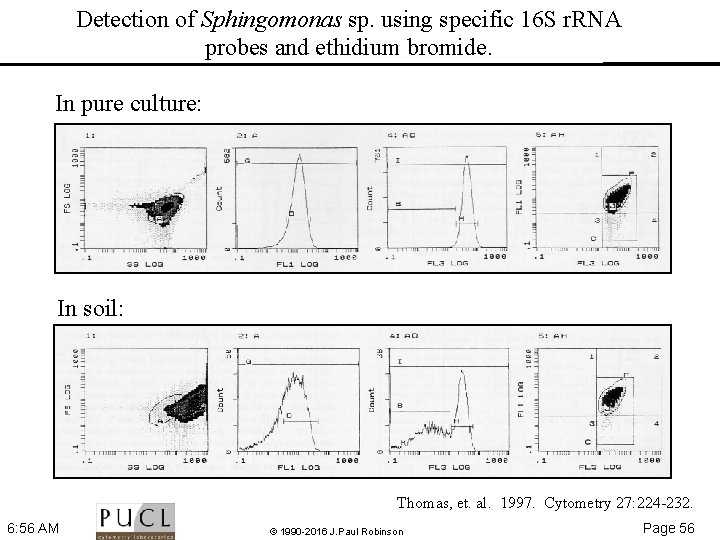 Detection of Sphingomonas sp. using specific 16 S r. RNA probes and ethidium bromide.