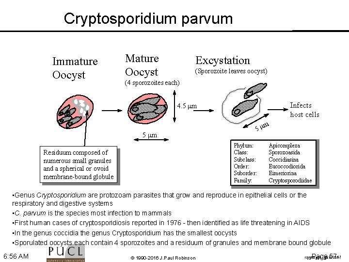 Cryptosporidium parvum Immature Oocyst Mature Oocyst Excystation (Sporozoite leaves oocyst) (4 sporozoites each) Infects