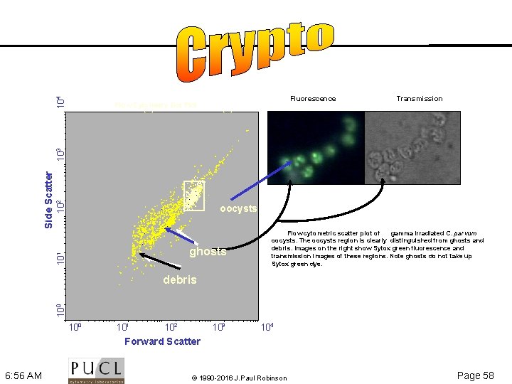 104 Fluorescence Transmission 102 oocysts ghosts 10 1 Side Scatter 103 Flow Cytometry Dot