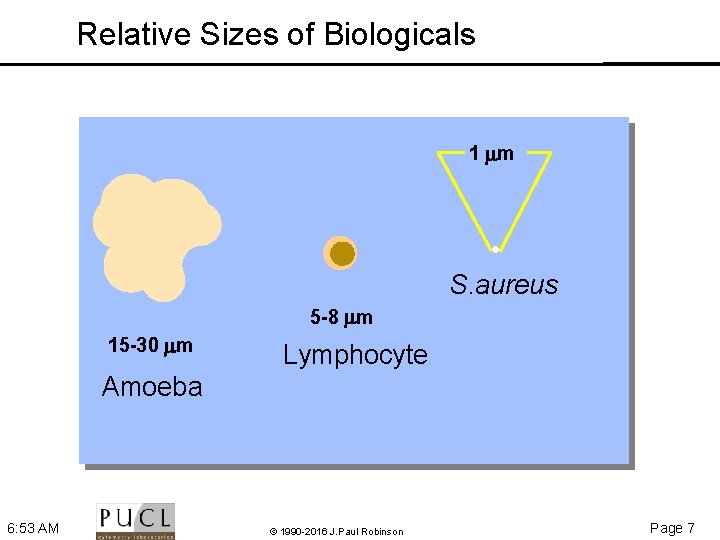 Relative Sizes of Biologicals 1 m S. aureus 5 -8 m 15 -30 m