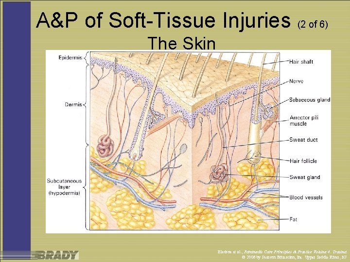 A&P of Soft-Tissue Injuries (2 of 6) The Skin Bledsoe et al. , Paramedic