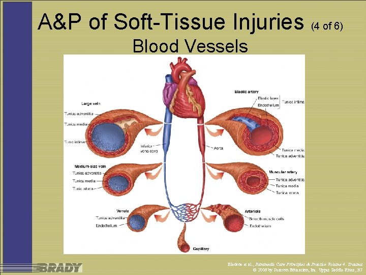 A&P of Soft-Tissue Injuries (4 of 6) Blood Vessels Bledsoe et al. , Paramedic
