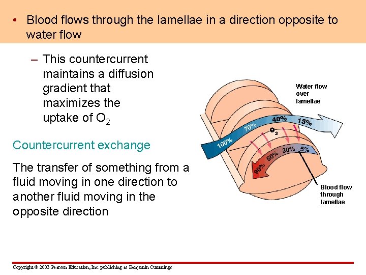  • Blood flows through the lamellae in a direction opposite to water flow