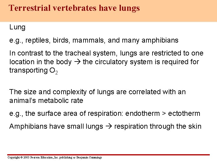 Terrestrial vertebrates have lungs Lung e. g. , reptiles, birds, mammals, and many amphibians