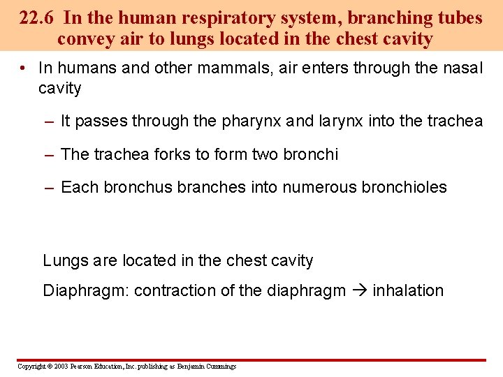 22. 6 In the human respiratory system, branching tubes convey air to lungs located