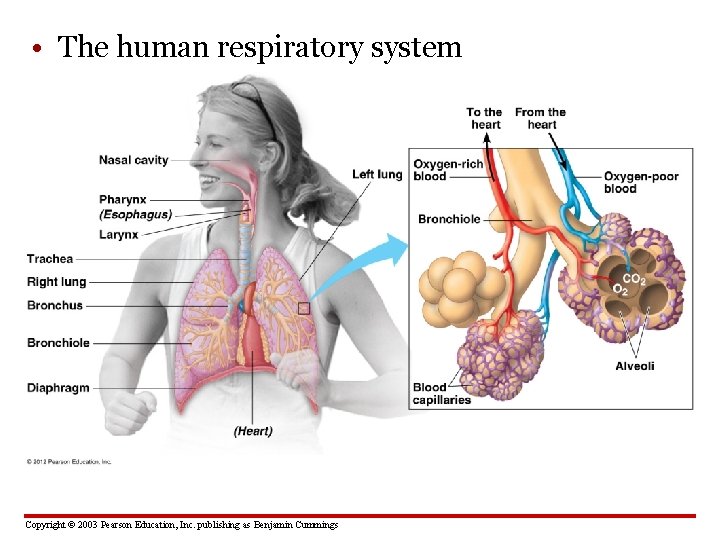 • The human respiratory system Copyright © 2003 Pearson Education, Inc. publishing as