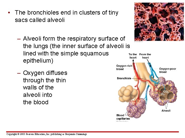  • The bronchioles end in clusters of tiny sacs called alveoli – Alveoli