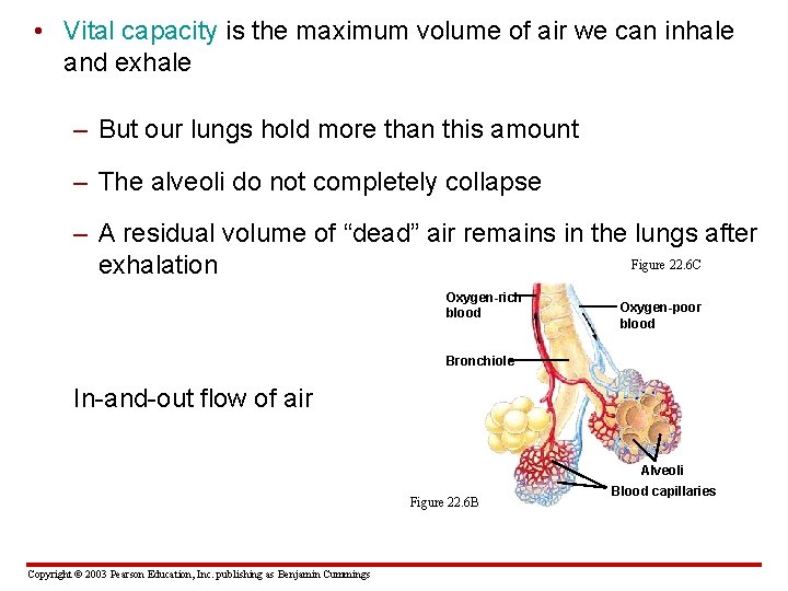  • Vital capacity is the maximum volume of air we can inhale and