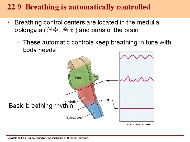 22. 9 Breathing is automatically controlled • Breathing control centers are located in the
