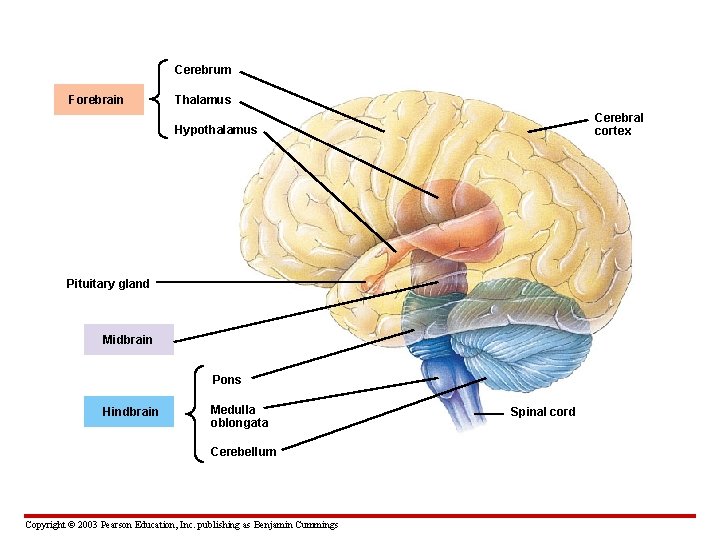 Cerebrum Forebrain Thalamus Cerebral cortex Hypothalamus Pituitary gland Midbrain Pons Hindbrain Medulla oblongata Cerebellum