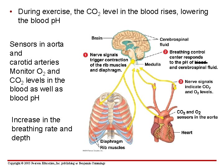  • During exercise, the CO 2 level in the blood rises, lowering the