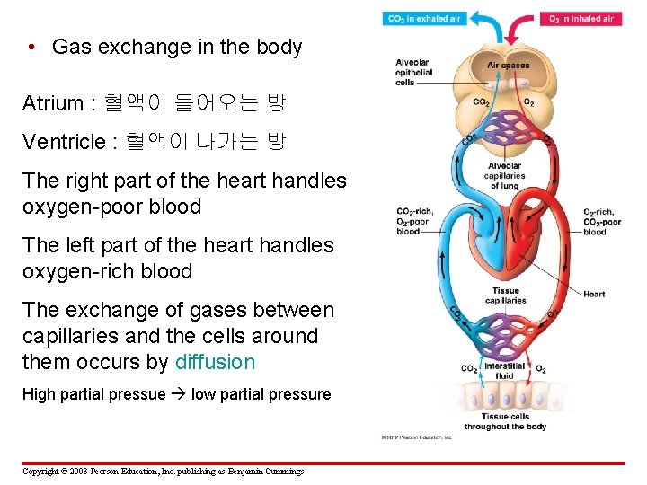  • Gas exchange in the body Atrium : 혈액이 들어오는 방 Ventricle :
