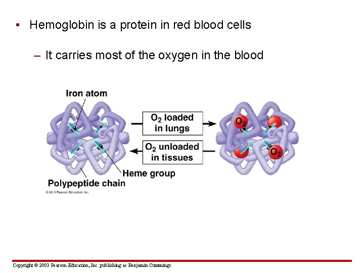  • Hemoglobin is a protein in red blood cells – It carries most