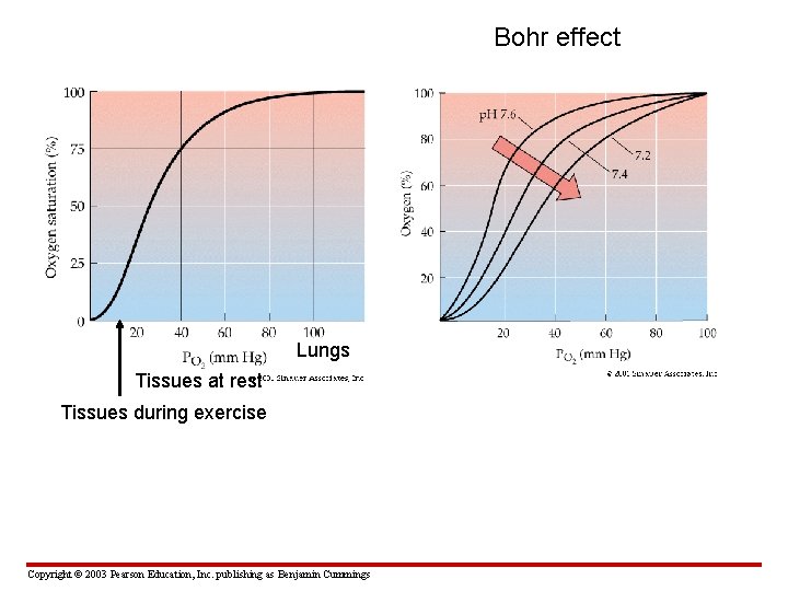 Bohr effect Lungs Tissues at rest Tissues during exercise Copyright © 2003 Pearson Education,