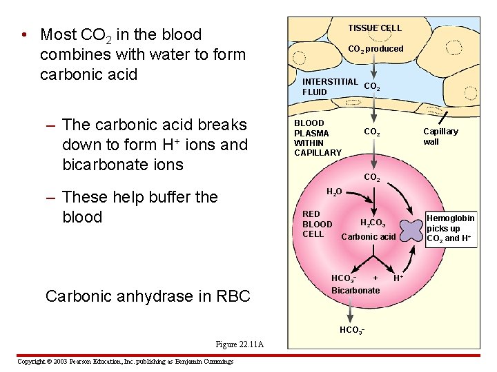  • Most CO 2 in the blood combines with water to form carbonic