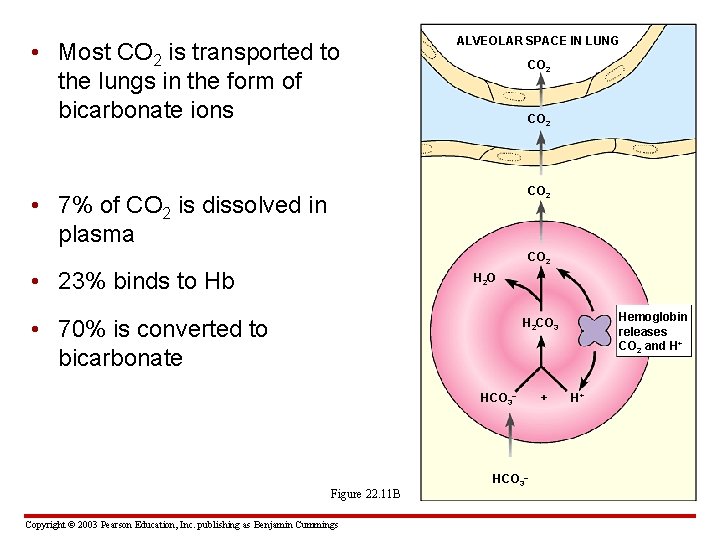  • Most CO 2 is transported to the lungs in the form of