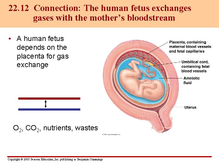 22. 12 Connection: The human fetus exchanges gases with the mother’s bloodstream • A
