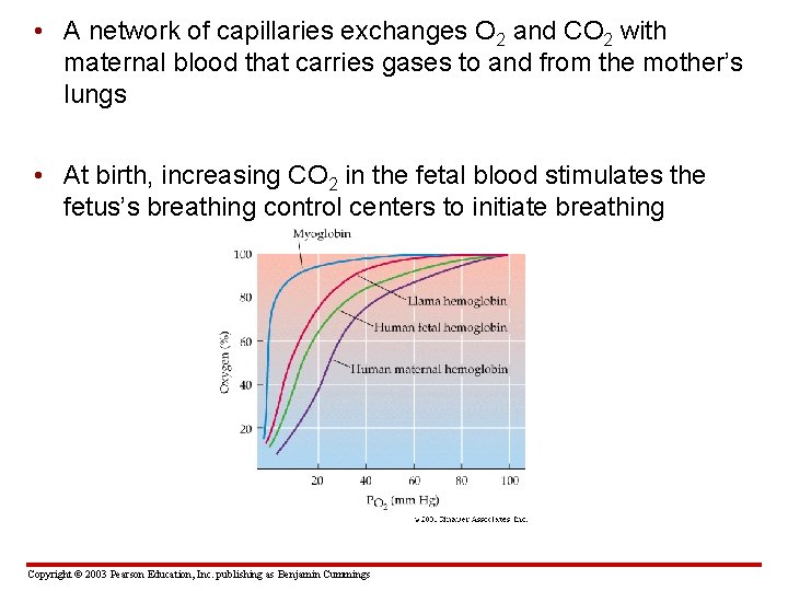  • A network of capillaries exchanges O 2 and CO 2 with maternal