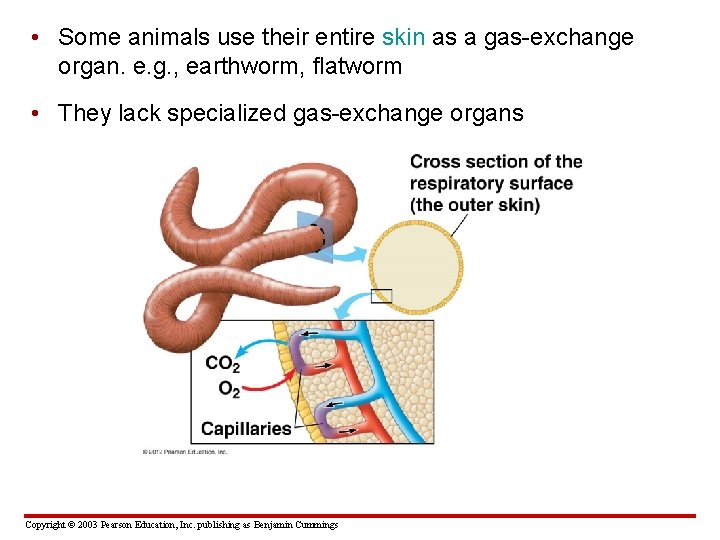  • Some animals use their entire skin as a gas-exchange organ. e. g.