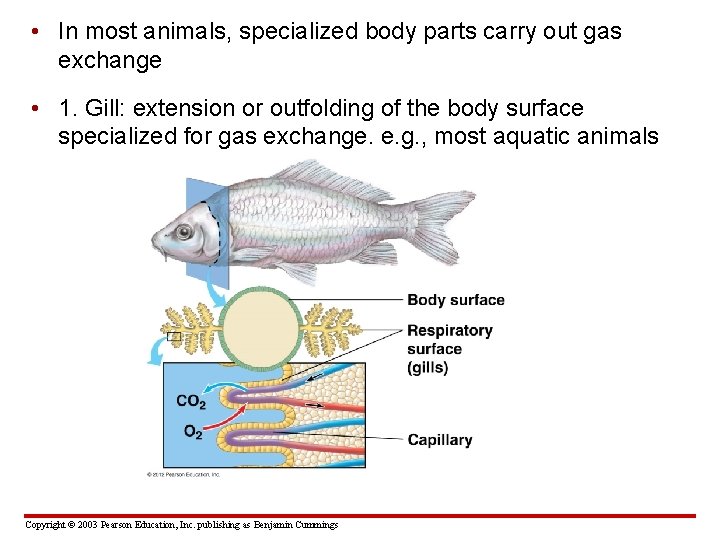  • In most animals, specialized body parts carry out gas exchange • 1.