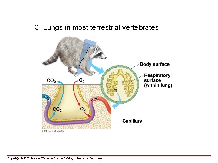 3. Lungs in most terrestrial vertebrates Copyright © 2003 Pearson Education, Inc. publishing as