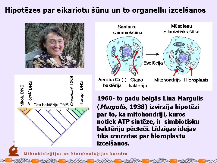 Hipotēzes par eikariotu šūnu un to organellu izcelšanos 1960 - to gadu beigās Lina