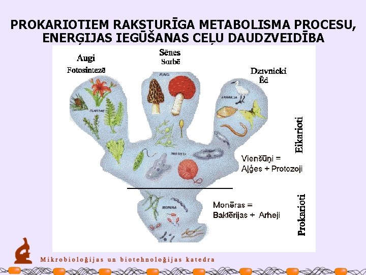 PROKARIOTIEM RAKSTURĪGA METABOLISMA PROCESU, ENERĢIJAS IEGŪŠANAS CEĻU DAUDZVEIDĪBA 