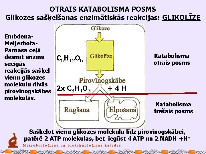 OTRAIS KATABOLISMA POSMS Glikozes sašķelšanas enzimātiskās reakcijas: GLIKOLĪZE Embdena. Meijerhofa. Parnasa ceļā desmit enzīmi