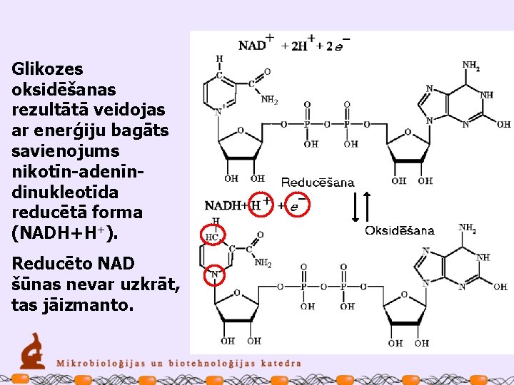 Glikozes oksidēšanas rezultātā veidojas ar enerģiju bagāts savienojums nikotīn-adenīndinukleotīda reducētā forma (NADH+H+). Reducēto NAD