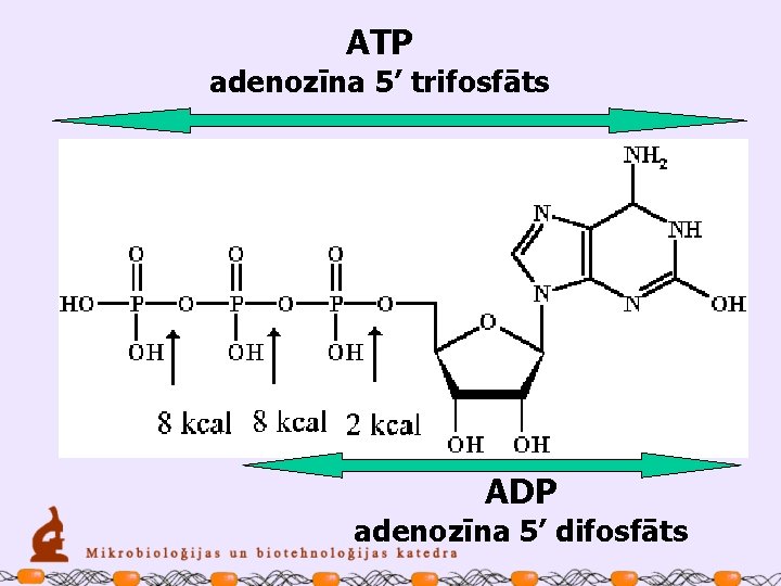 ATP adenozīna 5’ trifosfāts ADP adenozīna 5’ difosfāts 