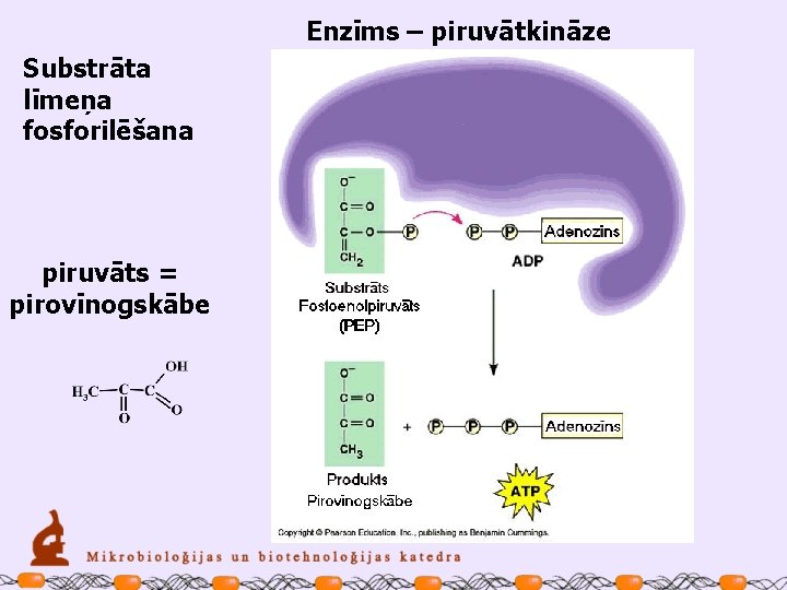 Enzīms – piruvātkināze Substrāta līmeņa fosforilēšana piruvāts = pirovīnogskābe 