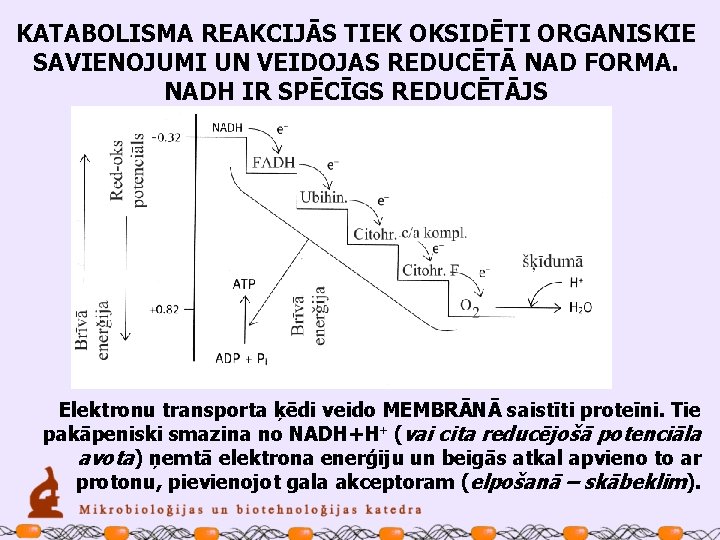 KATABOLISMA REAKCIJĀS TIEK OKSIDĒTI ORGANISKIE SAVIENOJUMI UN VEIDOJAS REDUCĒTĀ NAD FORMA. NADH IR SPĒCĪGS