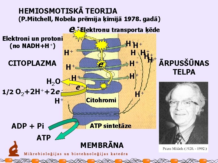 HEMIOSMOTISKĀ TEORIJA (P. Mitchell, Nobela prēmija ķīmijā 1978. gadā) e - Elektronu transporta ķēde