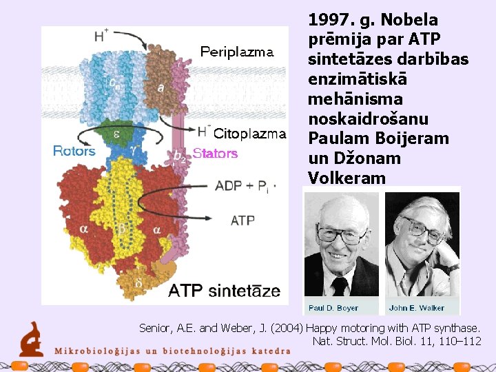 1997. g. Nobela prēmija par ATP sintetāzes darbības enzimātiskā mehānisma noskaidrošanu Paulam Boijeram un